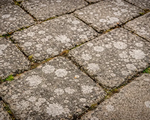 flisepest på brosten